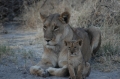 M lion and cub